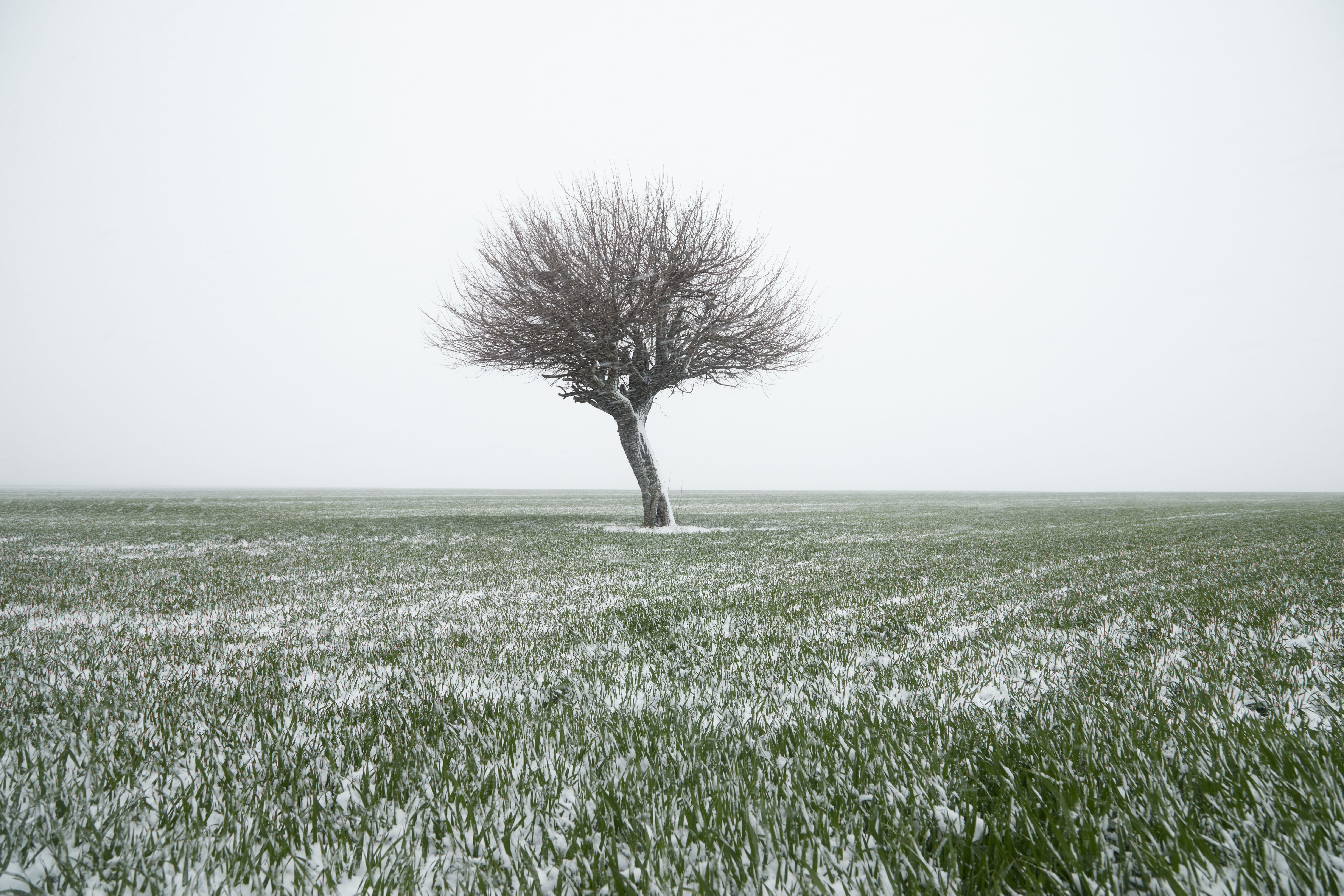 Solitary Tree in Snow-Covered Field · Free Stock Photo