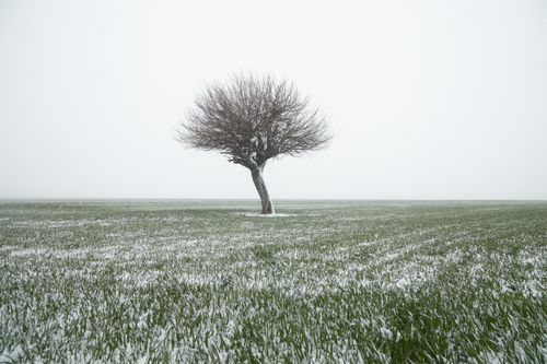 Free A lonely tree standing in the middle of a snow-dusted green field during winter. Stock Photo