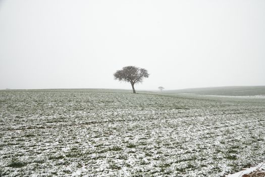 A single tree stands in a snowy, open field under a misty sky, evoking serene winter solitude.