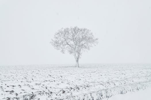 A lone tree stands in a snow-covered field, creating a serene winter scene.