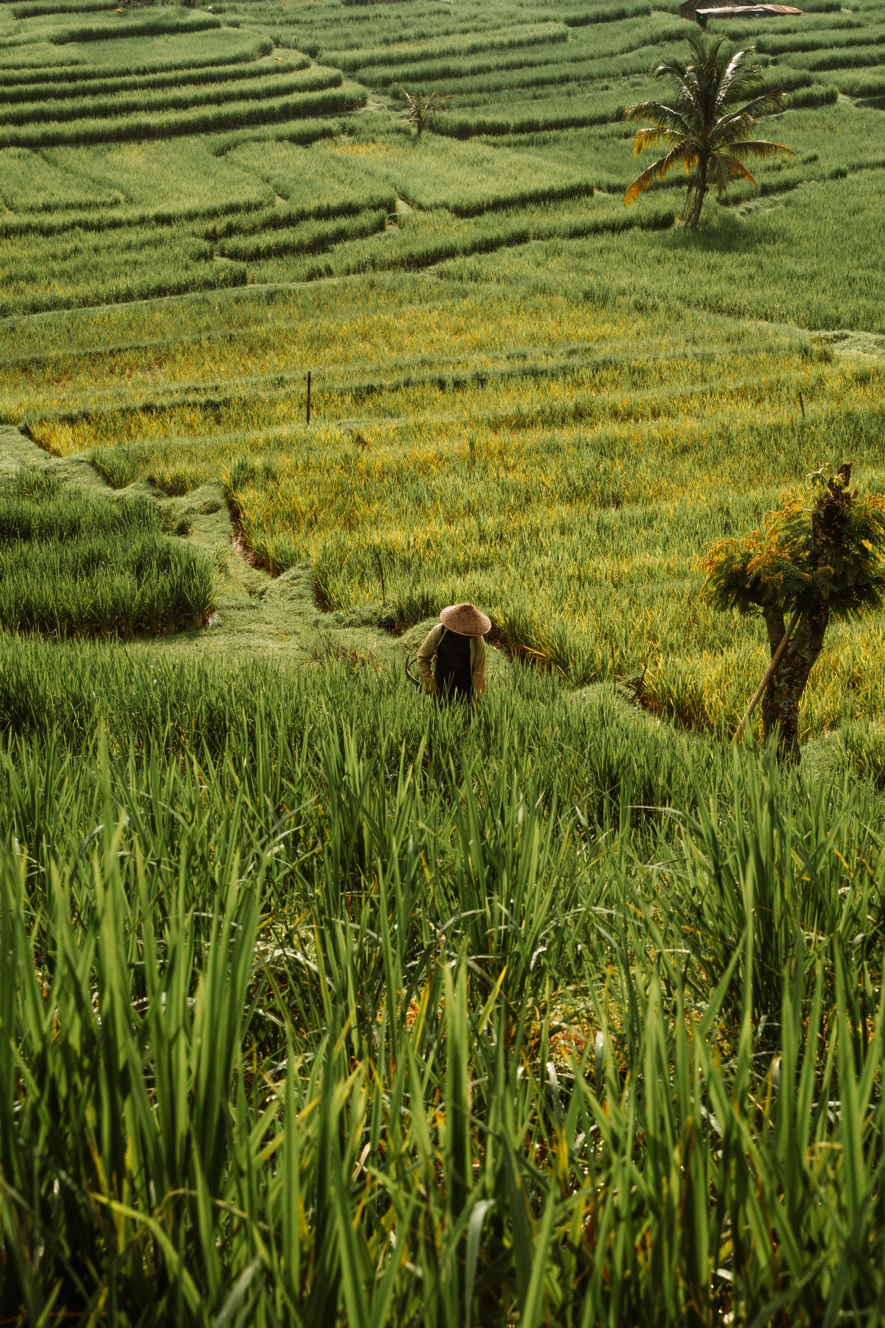 Balinese farmer working among layered green rice terraces and palms