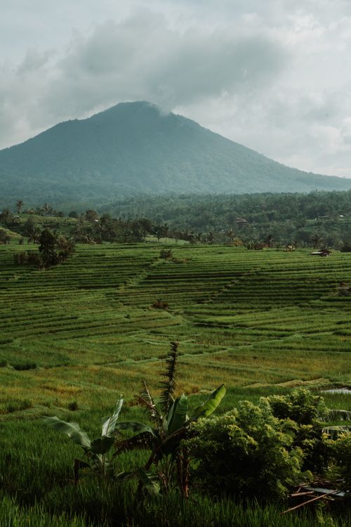 Free Green rice fields in Bali, Indonesia with a mountain view, showcasing natural beauty. Stock Photo