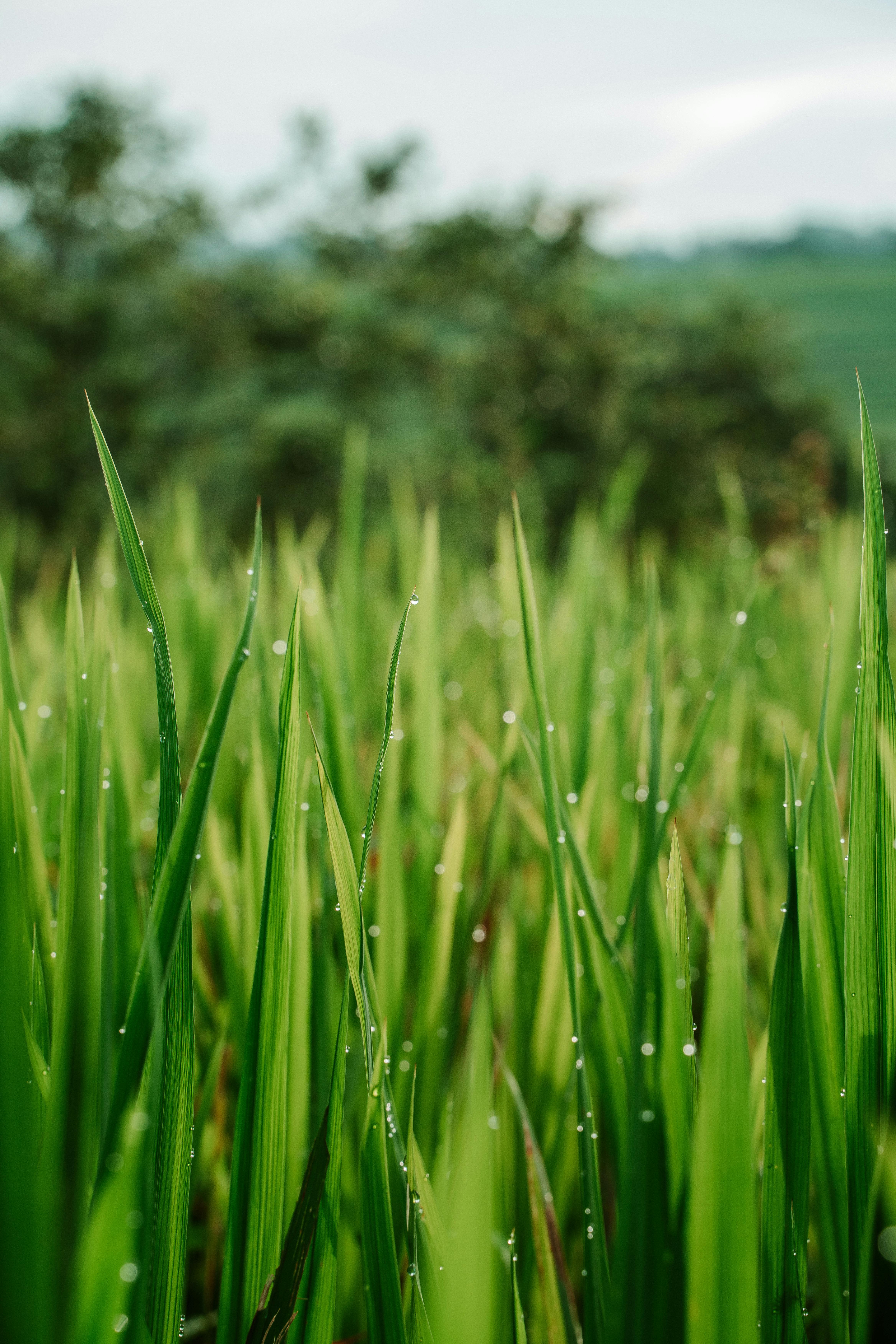 Lush green rice plants with dew drops in a Balinese field. Captivating natural beauty.