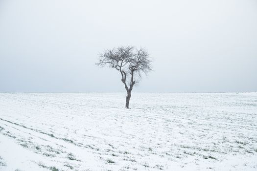 A solitary tree stands in a vast snow-covered field under an overcast sky.