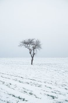 A lone tree stands in a vast, snowy field under an overcast sky, capturing winter's solitude.