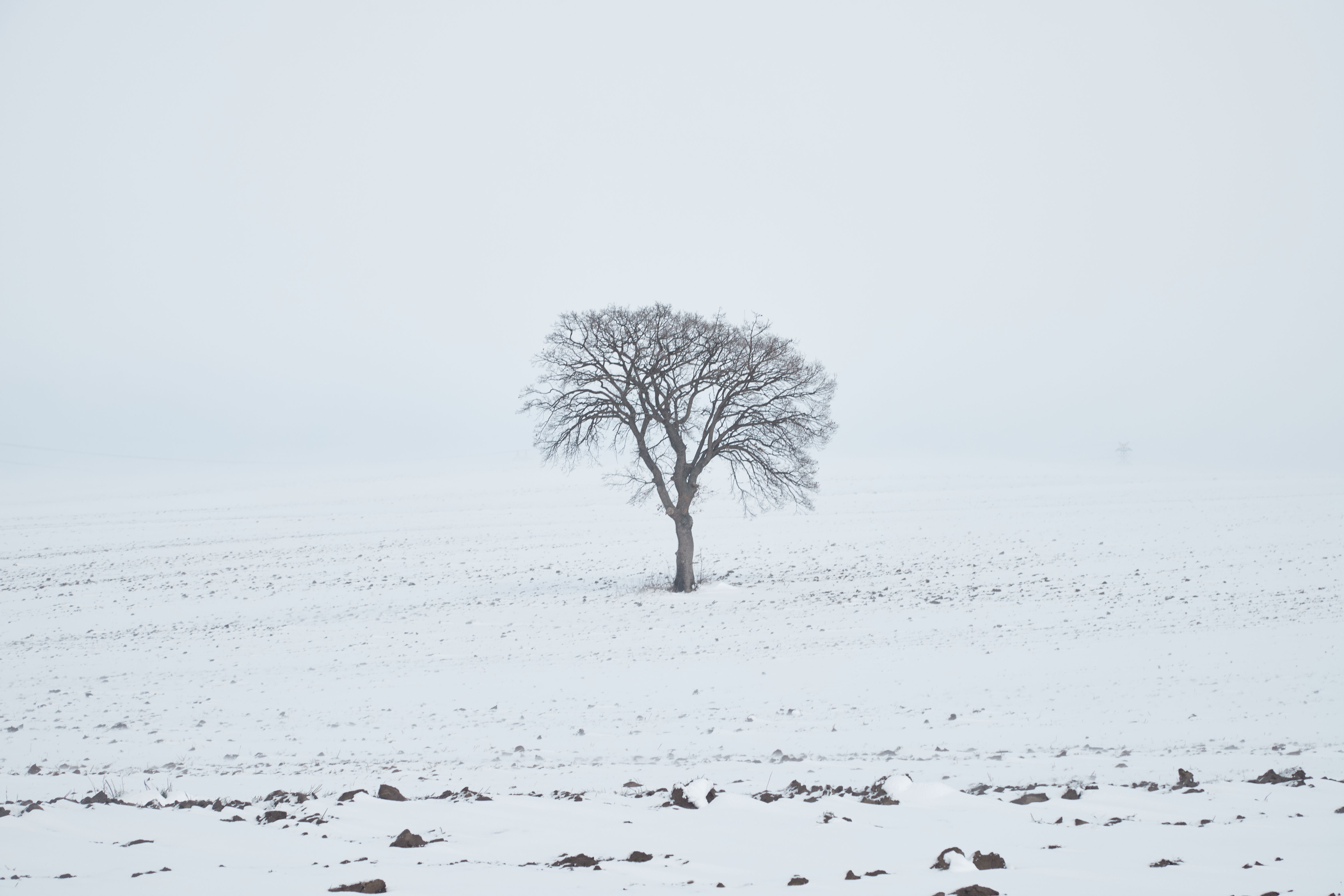 Solitary Tree in Snowy Winter Landscape · Free Stock Photo