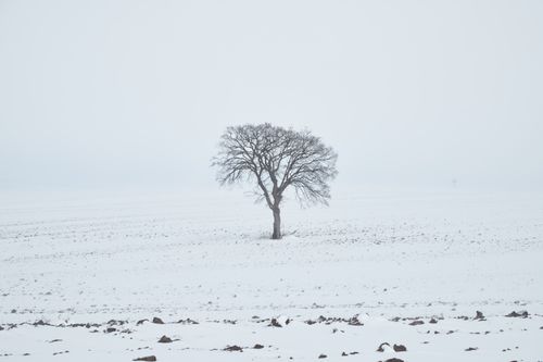 Free A lone tree stands in a vast snowy field, defining the essence of winter solitude. Stock Photo