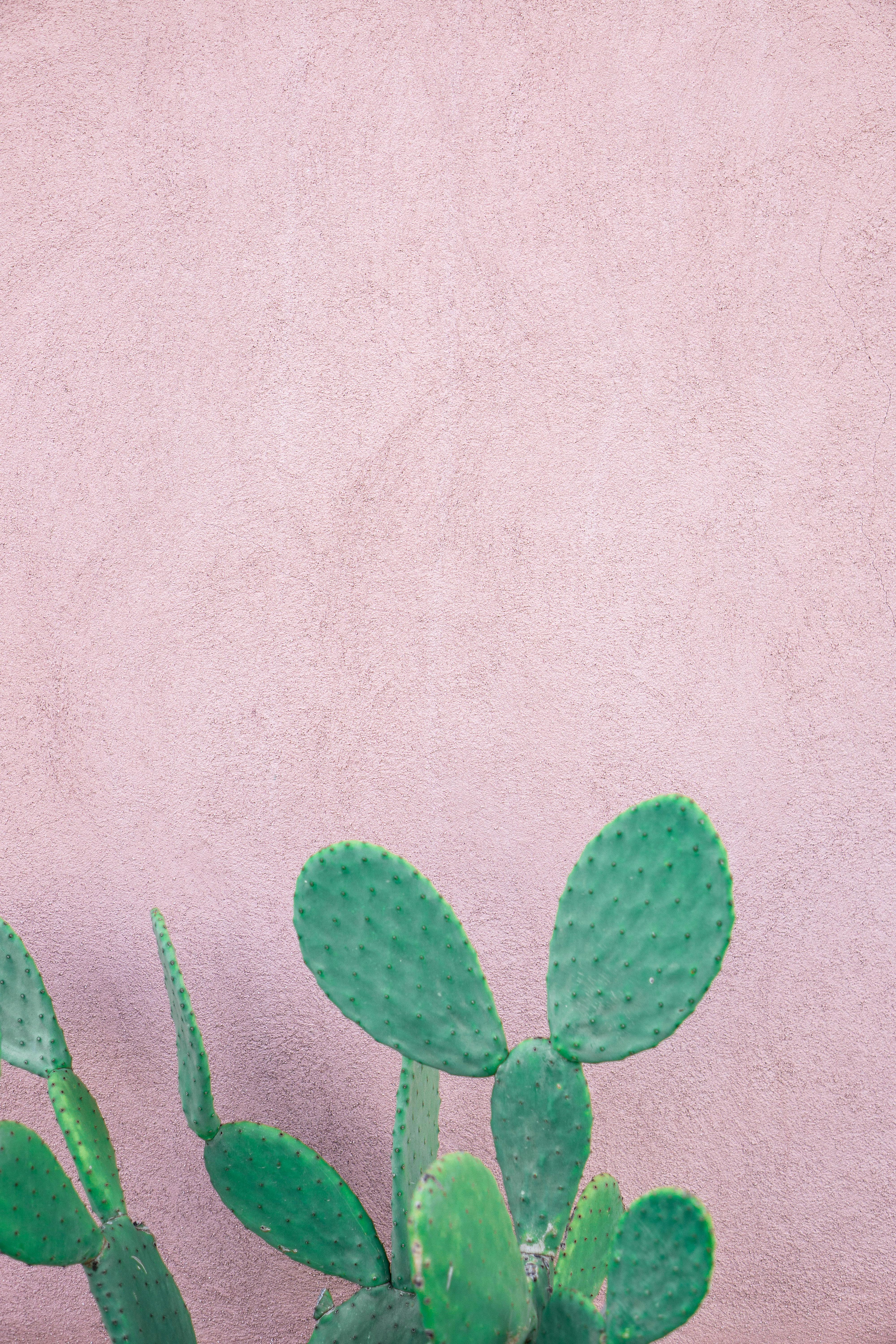 柔和的粉色墙壁映衬着绿色仙人掌的极简形象，更显简约自然