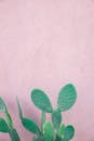 柔和的粉色墙壁映衬着绿色仙人掌的极简形象，更显简约自然