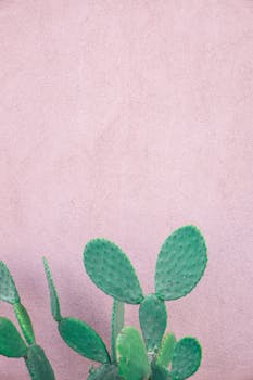 柔和的粉色墙壁映衬着绿色仙人掌的极简形象，更显简约自然