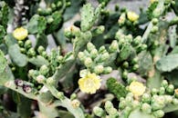 特写镜头中，花椒仙人掌开着充满活力的黄色花朵