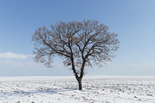 Free A solitary tree stands in a vast snowy field under a bright blue sky. Stock Photo