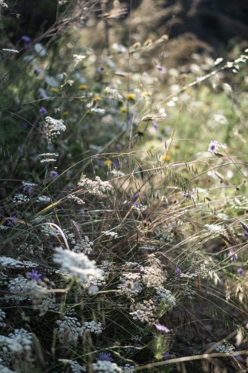 Free Sunlight filtering through a meadow filled with wildflowers and grass. Stock Photo