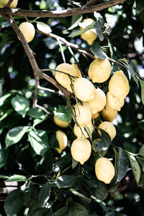 Free Yellow Lemons Stock Photo