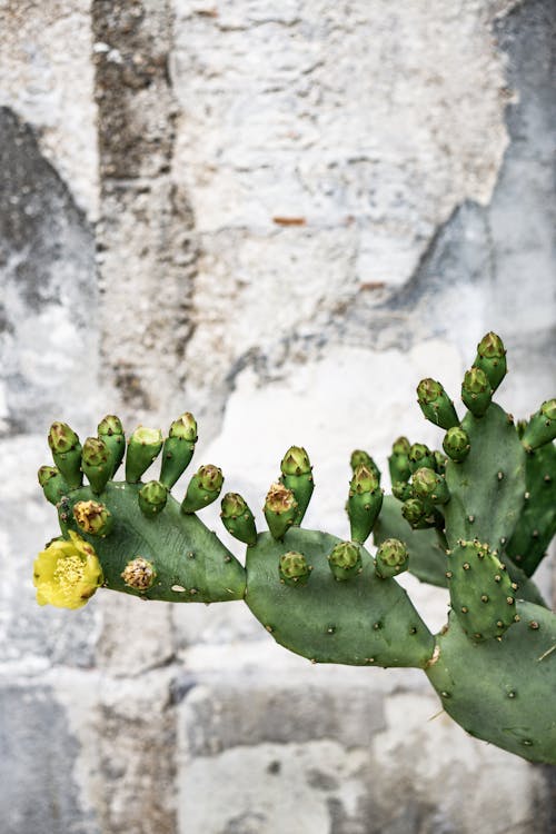Gratuit Usine De Cactus Opuntia Photos