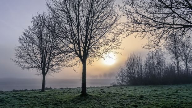 A serene foggy sunrise over a meadow with silhouetted trees in Sittard, Limburg, Netherlands.
