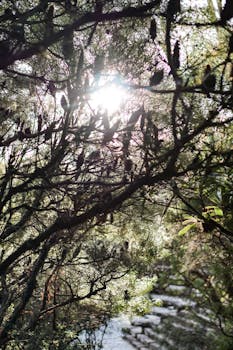 阳光透过新南威尔士州莱乌拉那片宁静而郁郁葱葱的森林树木