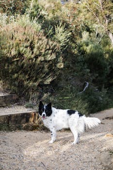 在澳大利亚新南威尔士州风景优美的自然小径上，站着一只边境牧羊犬