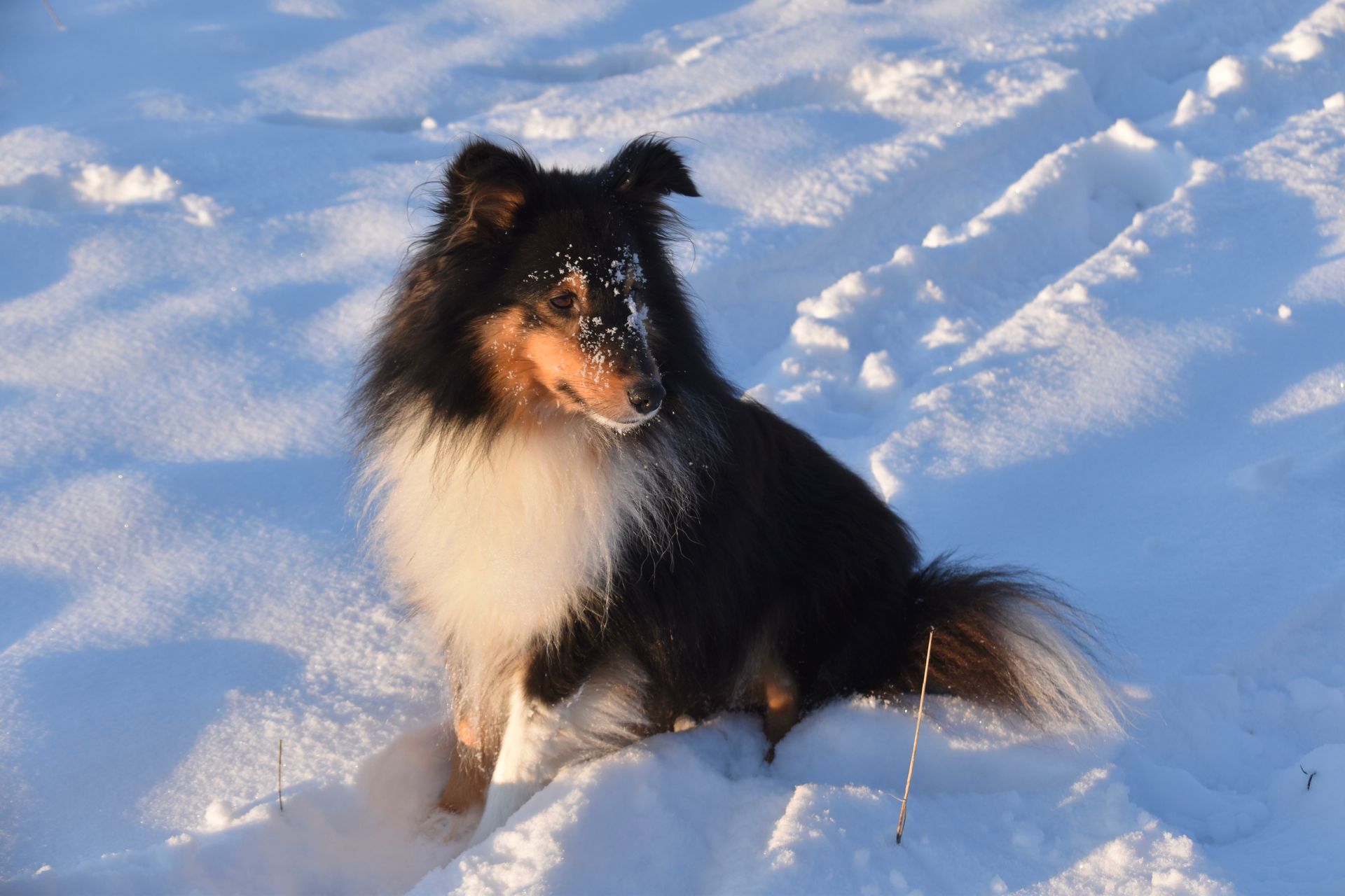 Adorable Shetland Sheepdog sitting in snowy winter landscape with blue sky.