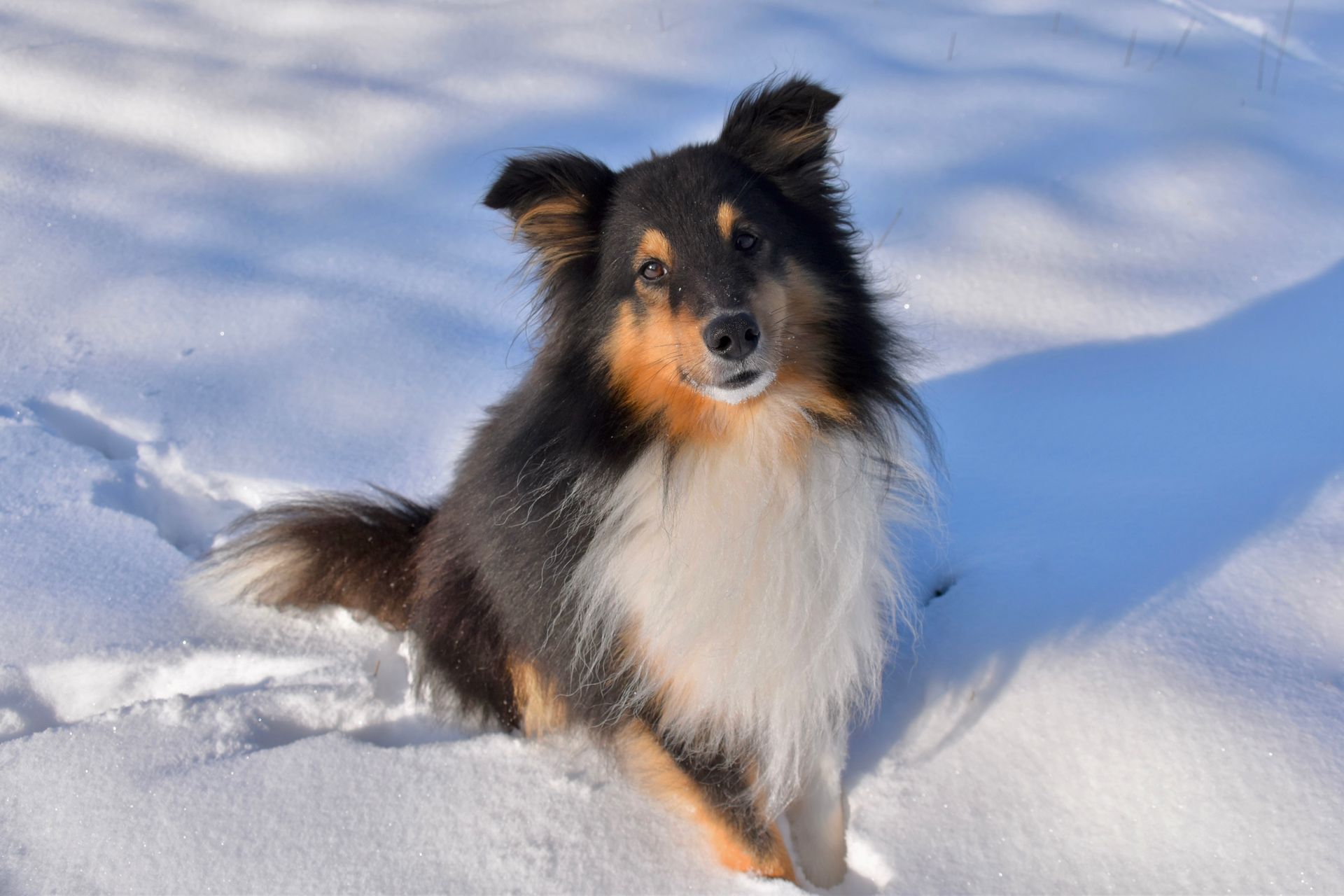 Adorable Shetland Sheepdog enjoying a snowy day, capturing winter's charm.