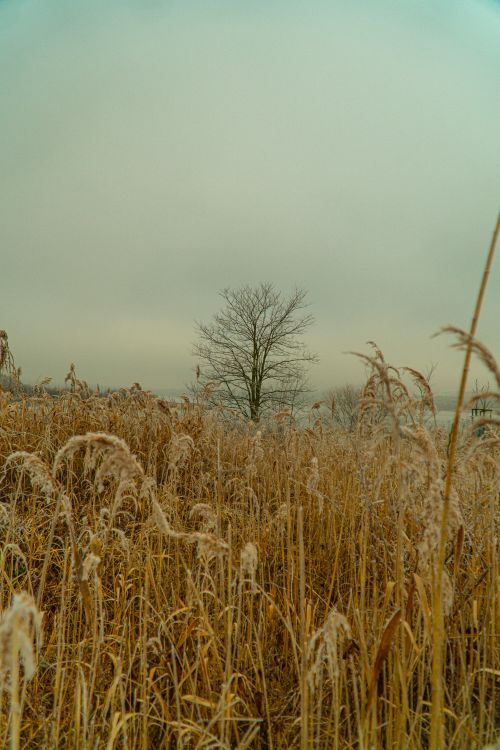 Free stock photo of beautiful winter, by the lake, calm Stock Photo