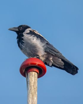 crow photo
