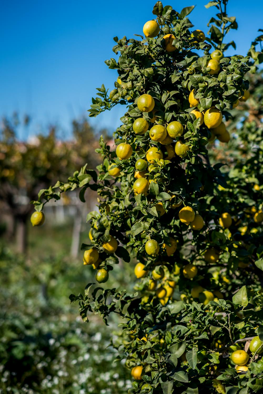 Sunshine Citrus Blast