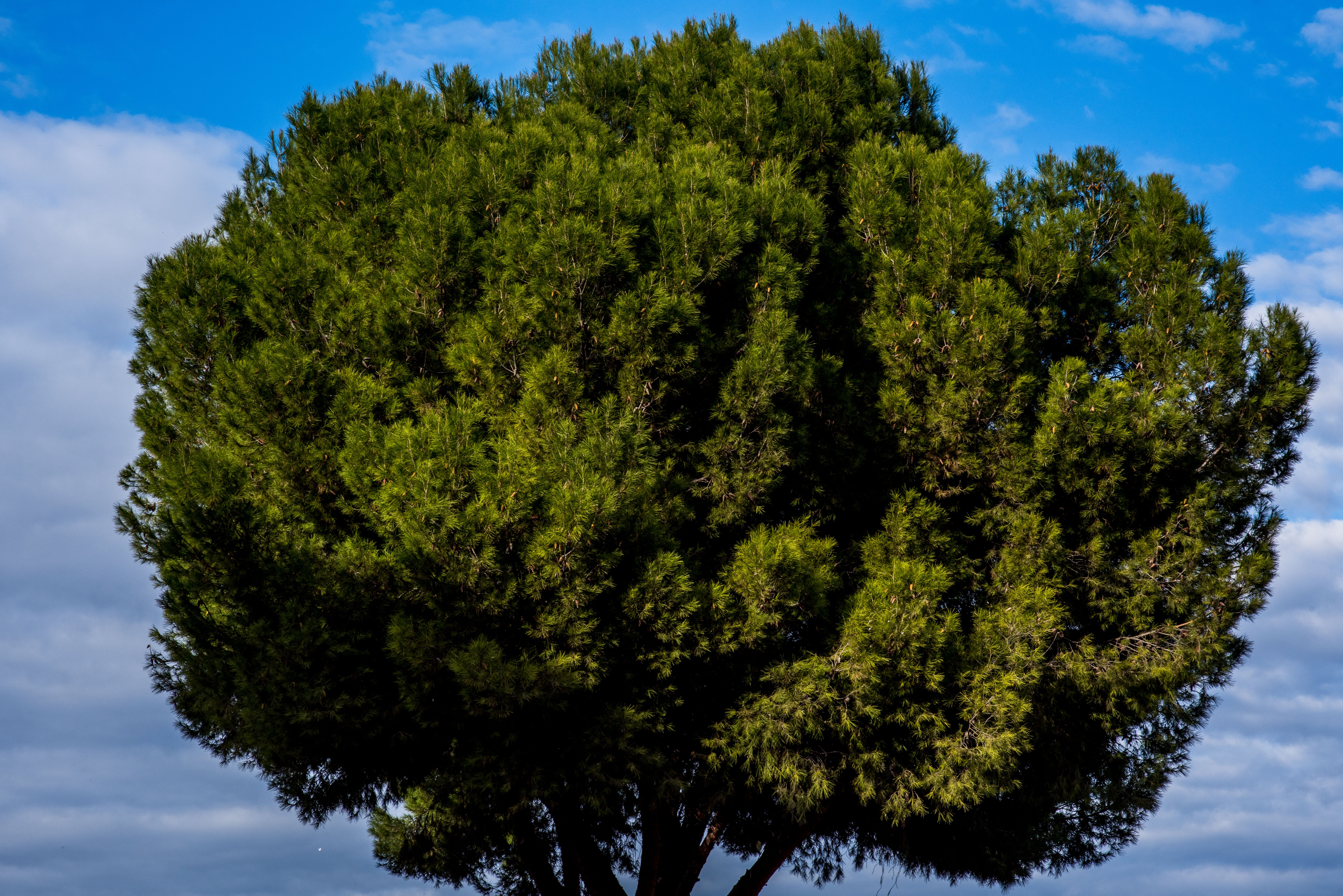 Lush Green Tree Against Clear Blue Sky · Free Stock Photo