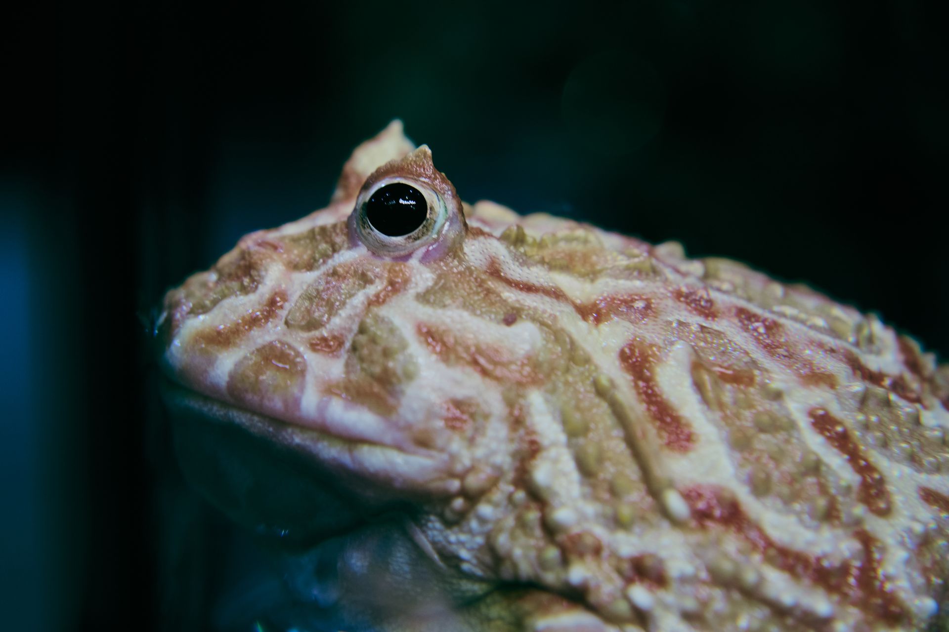 Vibrant close-up of a horned frog showcasing its unique patterns.