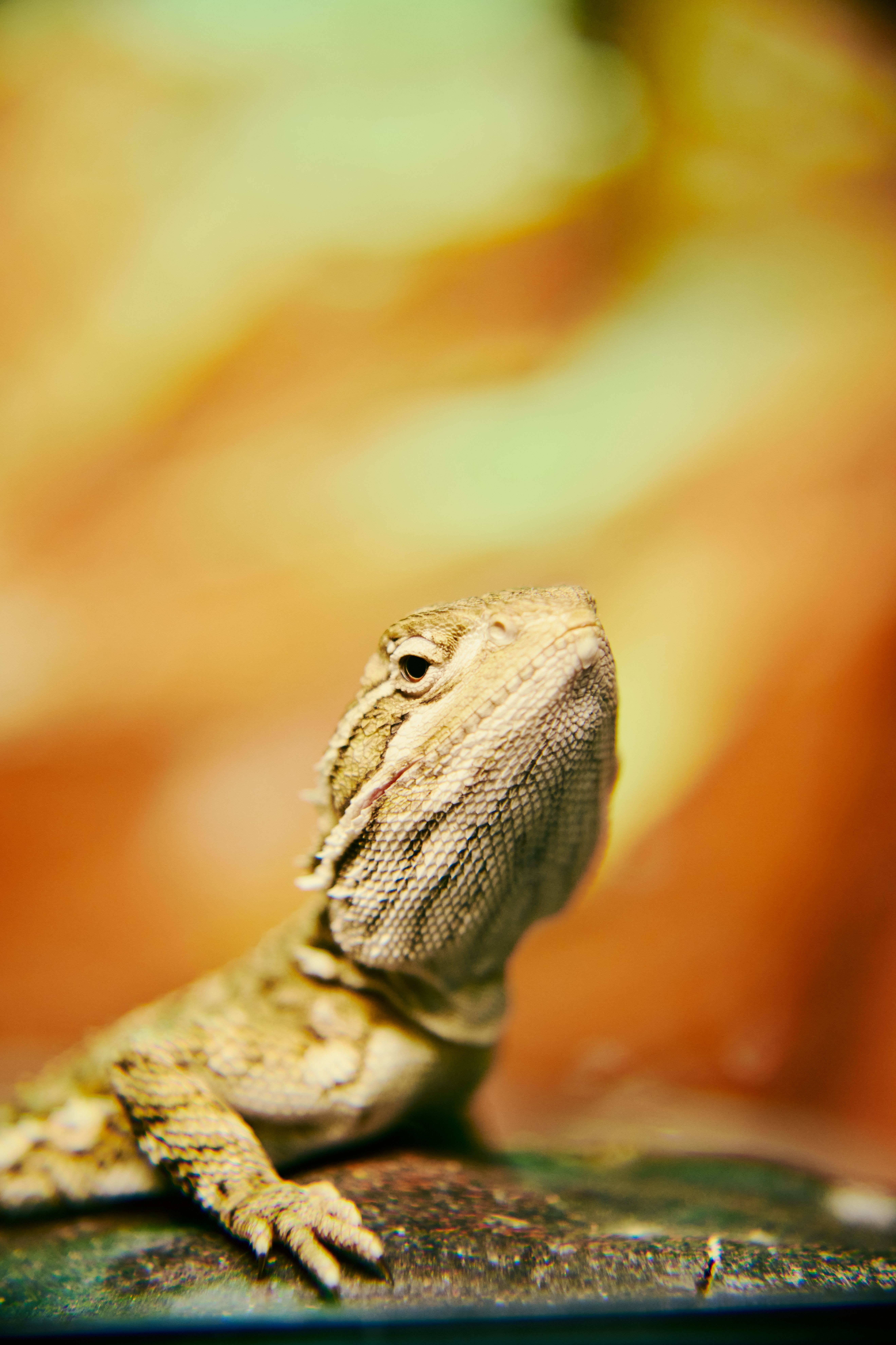 Detailed close-up photo of a bearded dragon lizard with a soft background.