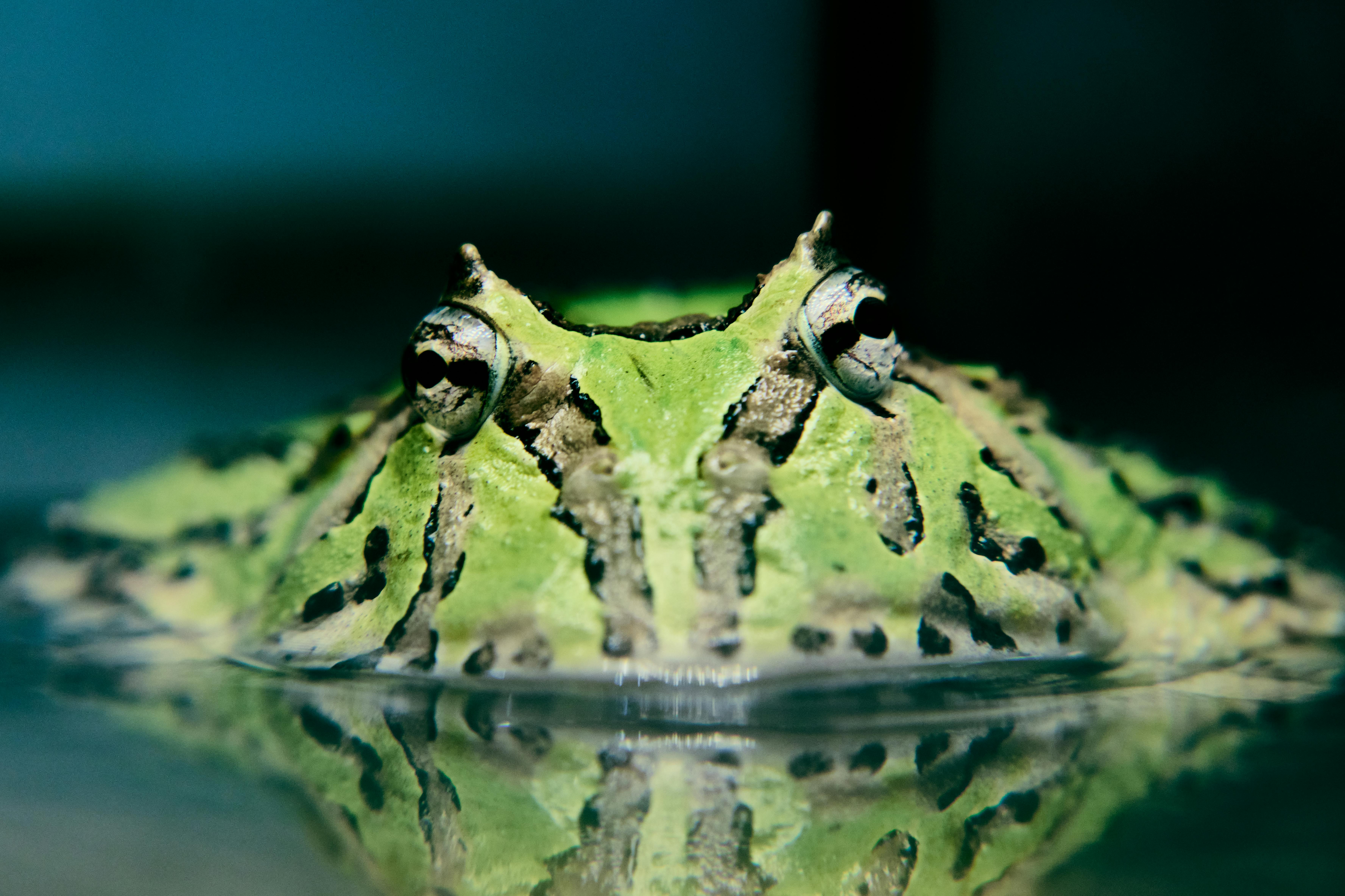 Uncovering the Secrets of Undiscovered Species Lurking in Shadows