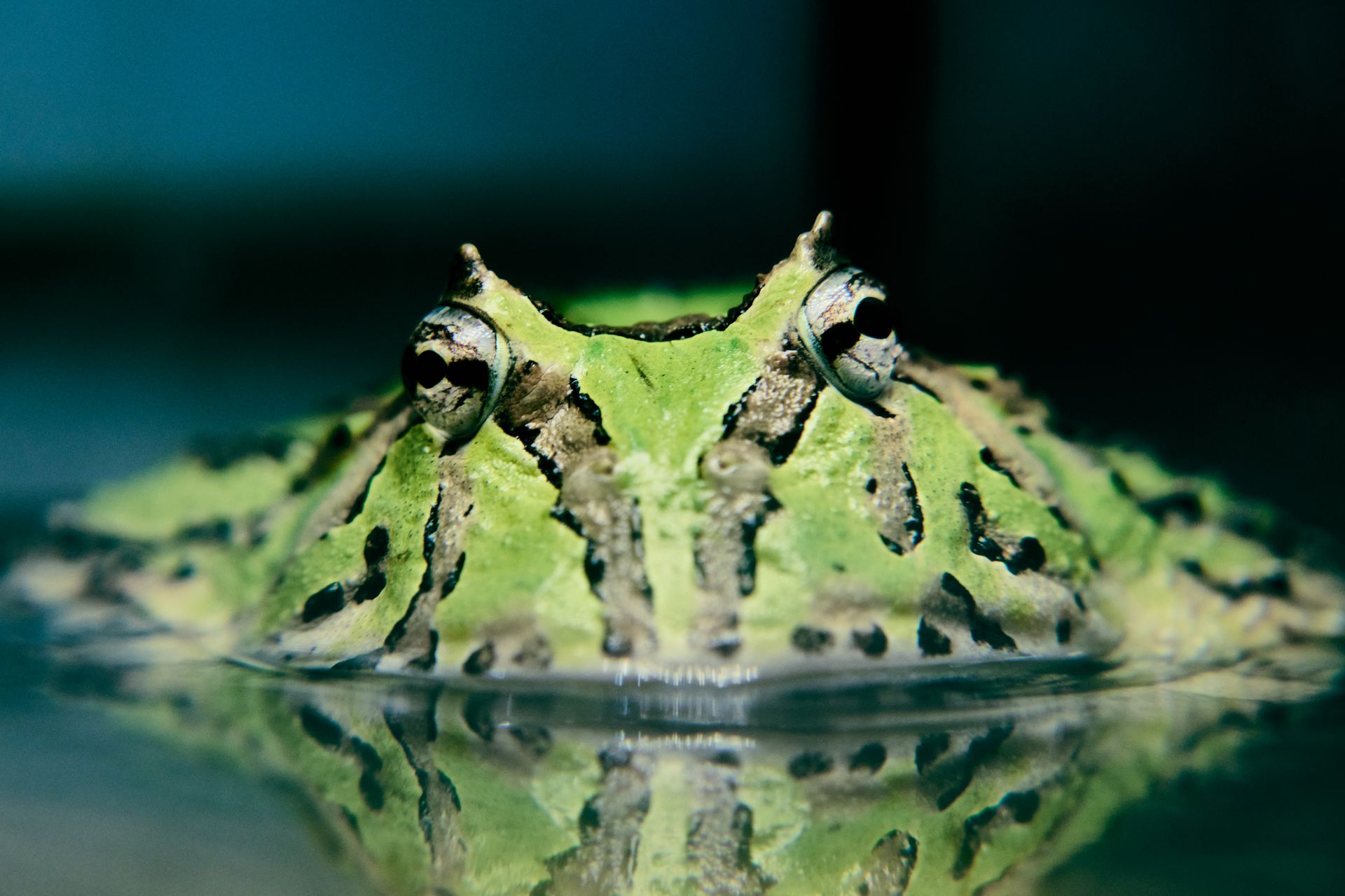 Detailed close-up image of a green Pac-Man frog partially submerged in water, showcasing its vivid colors and unique features.