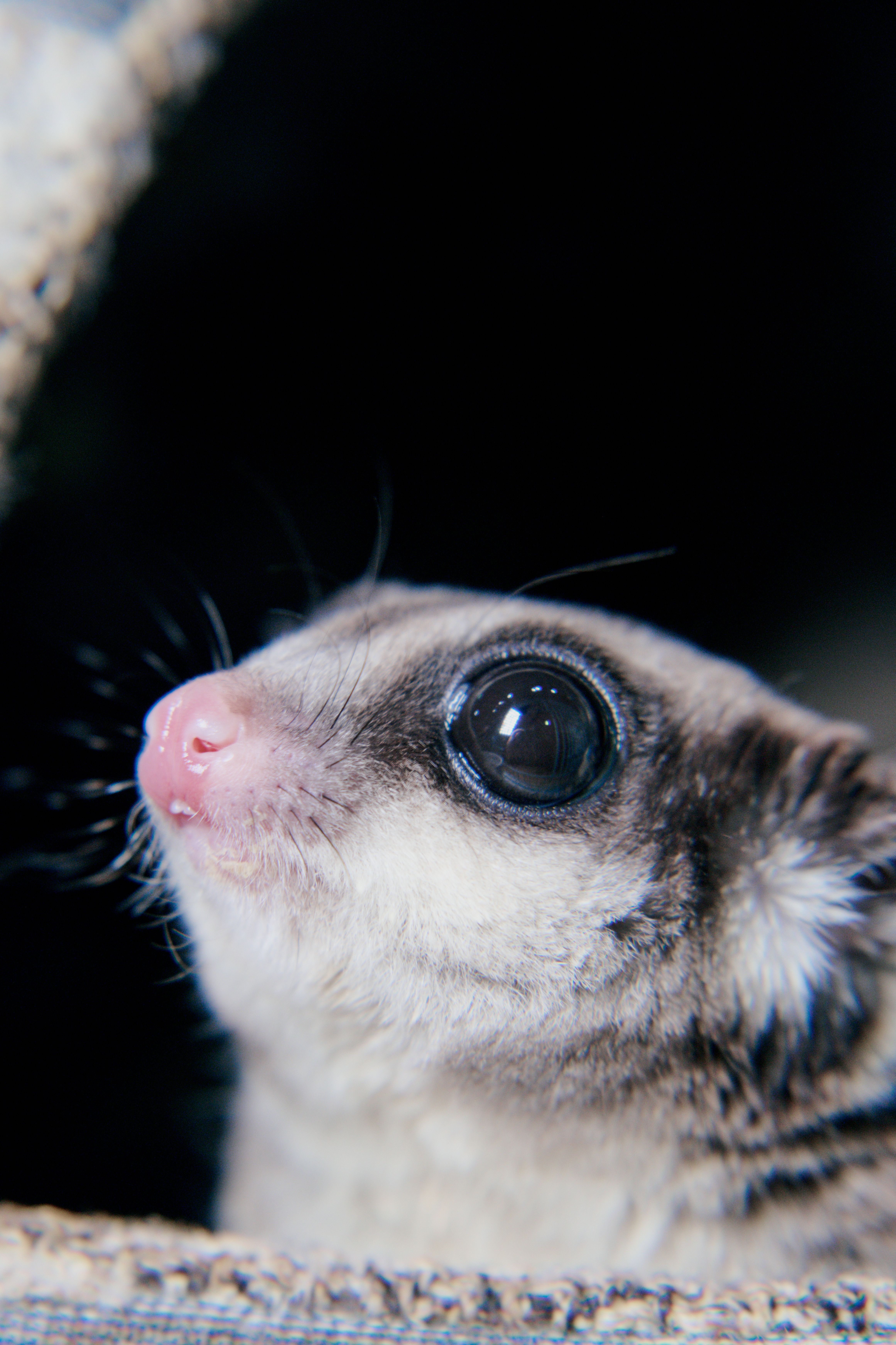 Free Detailed close-up of a curious and adorable sugar glider with big eyes. Stock Photo