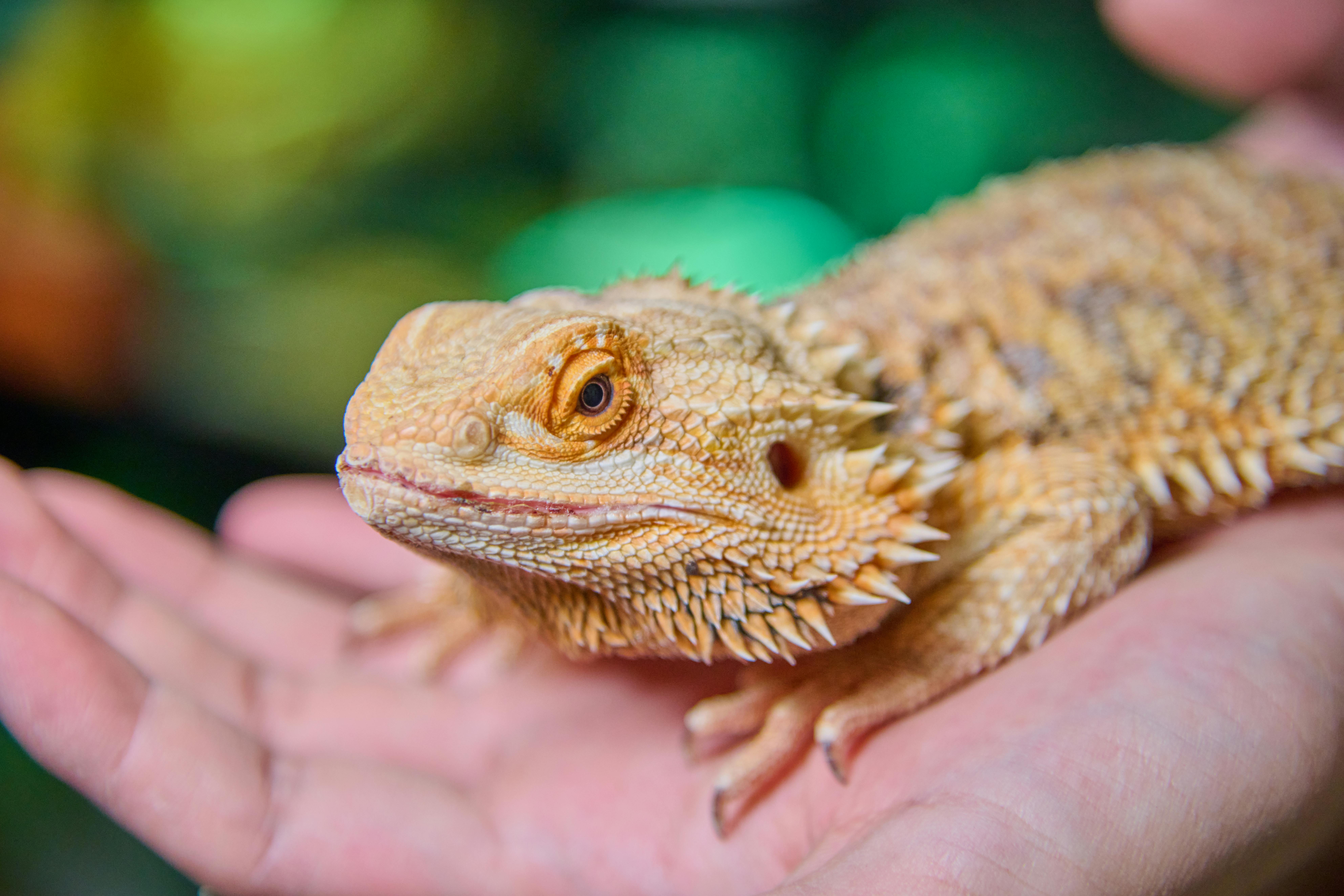 Bearded dragon receiving exotic pet care