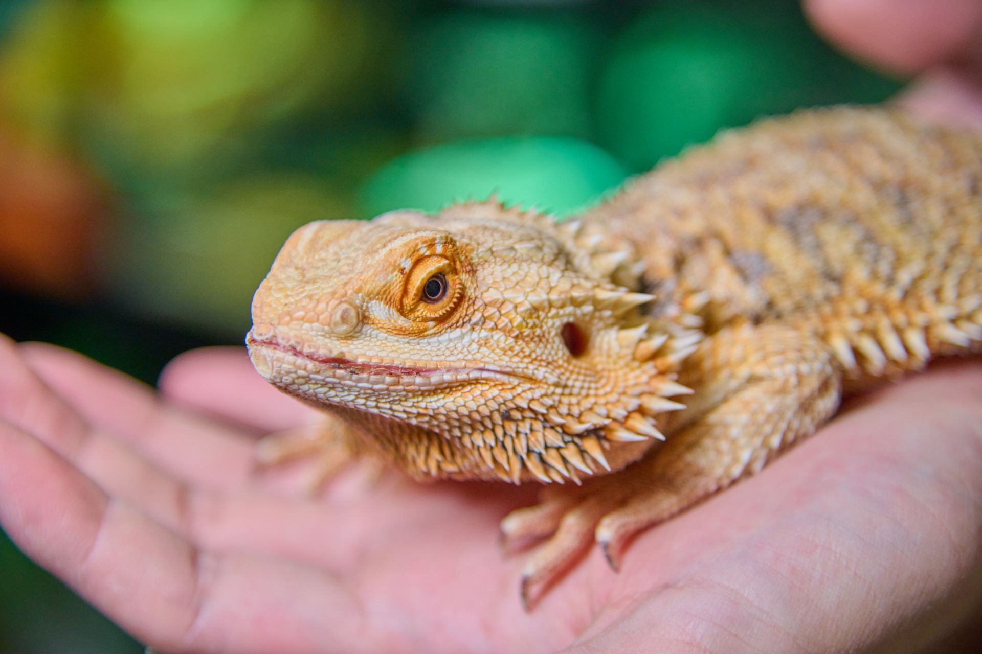 Vibrant bearded dragon lizard resting on a human hand, showcasing its unique texture.