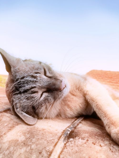 Free cat Stock Photo