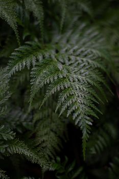 Close-up of a green fern leaf in a Hawaiian forest, showcasing natural beauty.