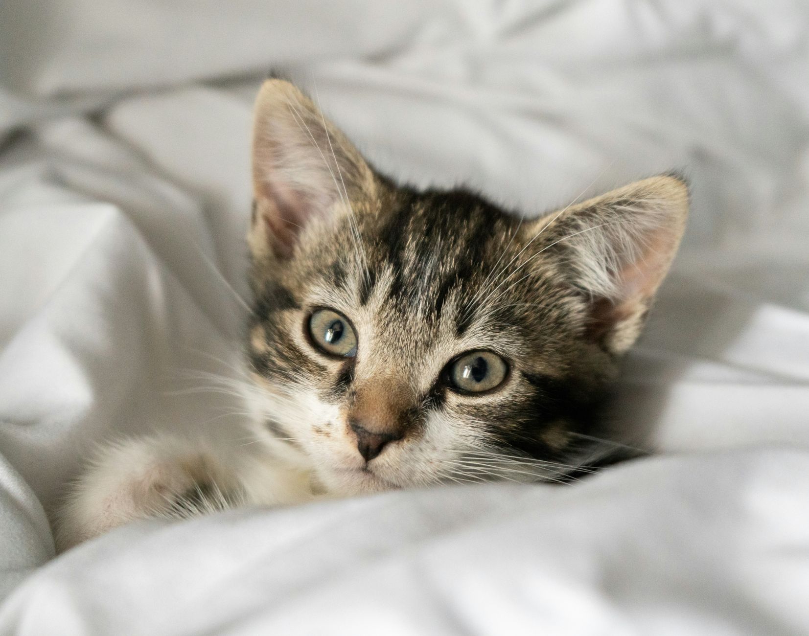 Healthcare and wellness consultation for a pet