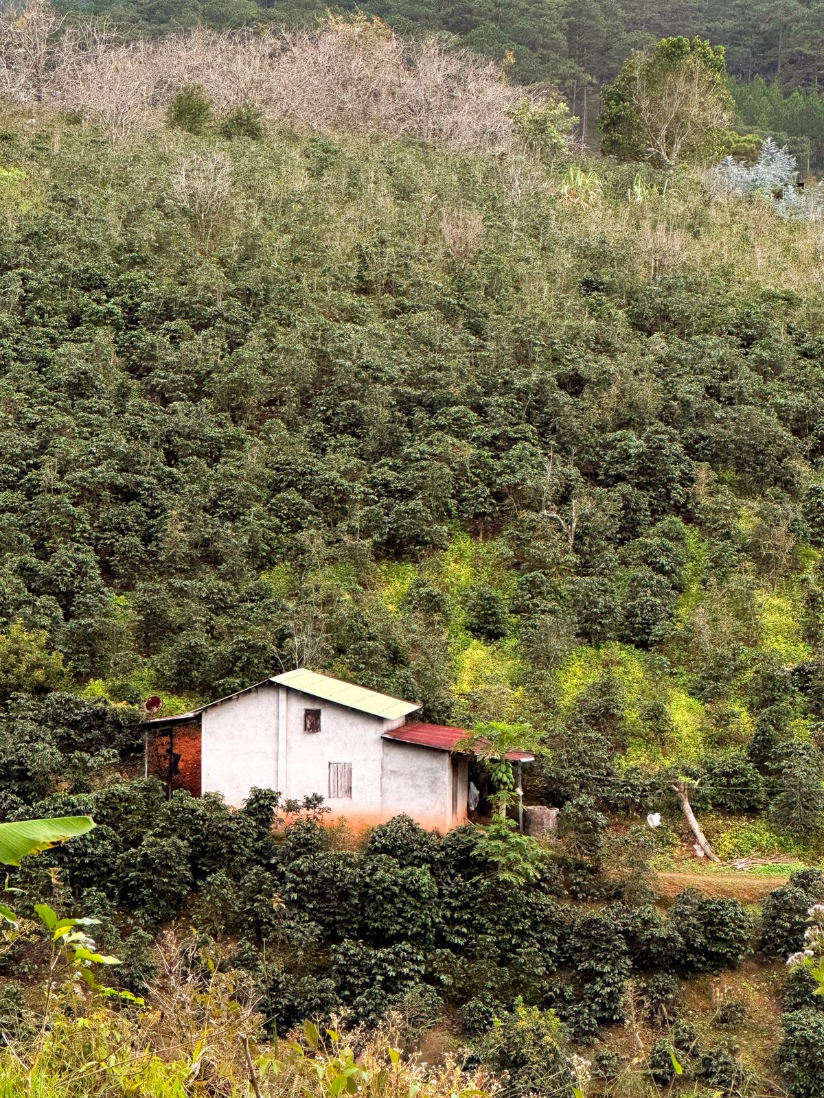 Hamparan kebun kopi hijau sebagai sumber beans wholesale