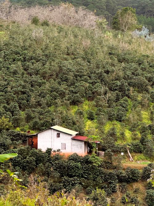 Free Scenic view of a coffee farm with a small house in Lâm Đồng, Vietnam, in lush greenery. Stock Photo