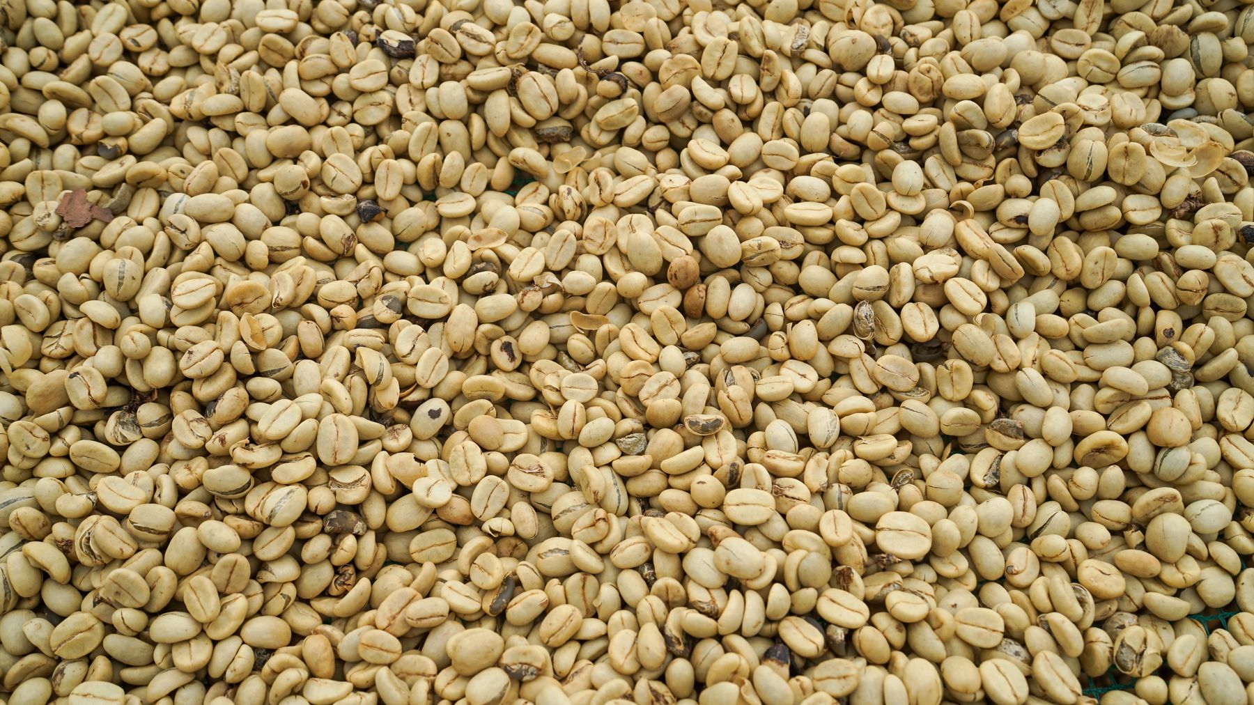 Sun-dried coffee beans in Lâm Đồng, showcasing coffee processing methods.