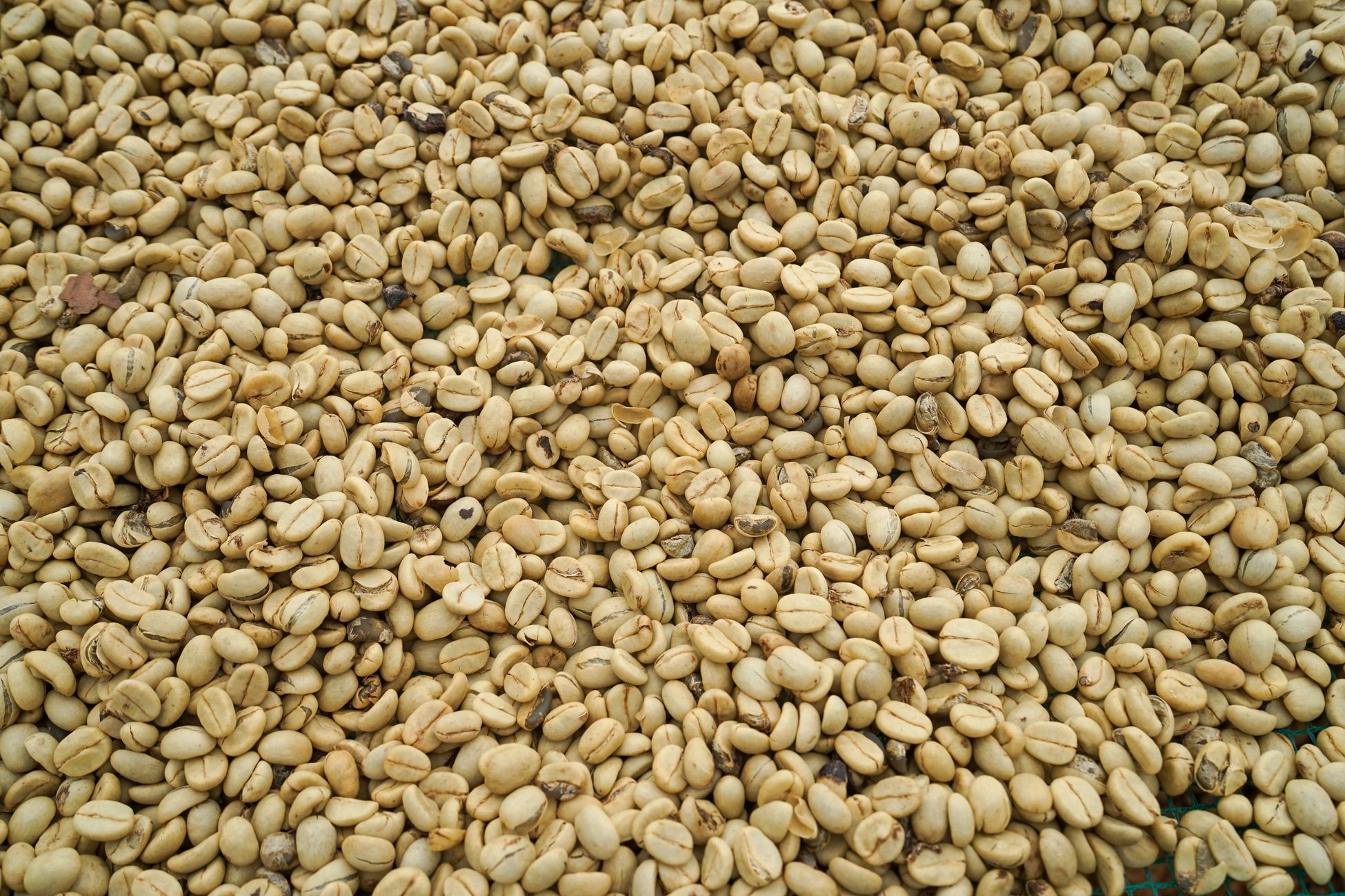 Sun-dried coffee beans in Lâm Đồng, showcasing coffee processing methods.
