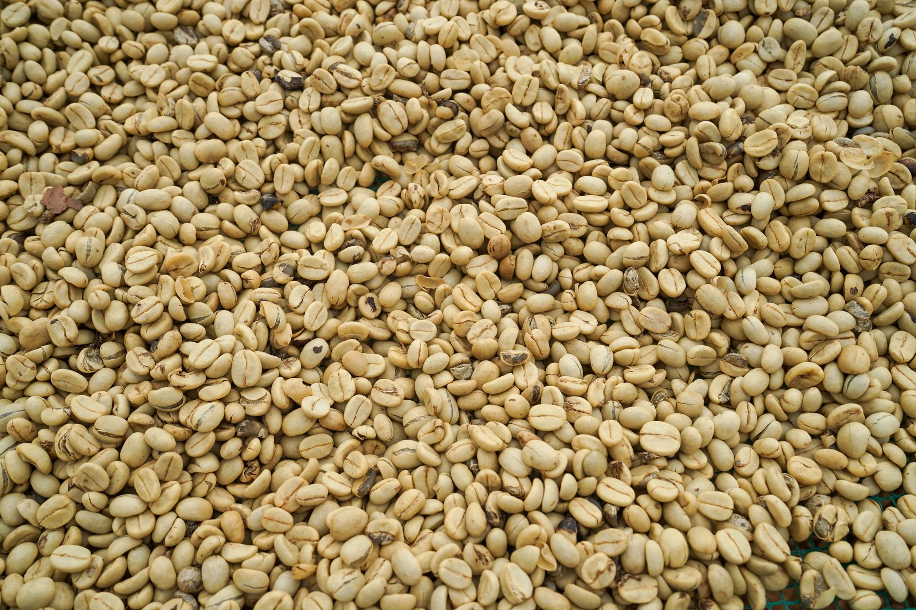 Sun-dried coffee beans in Lâm Đồng, showcasing coffee processing methods.