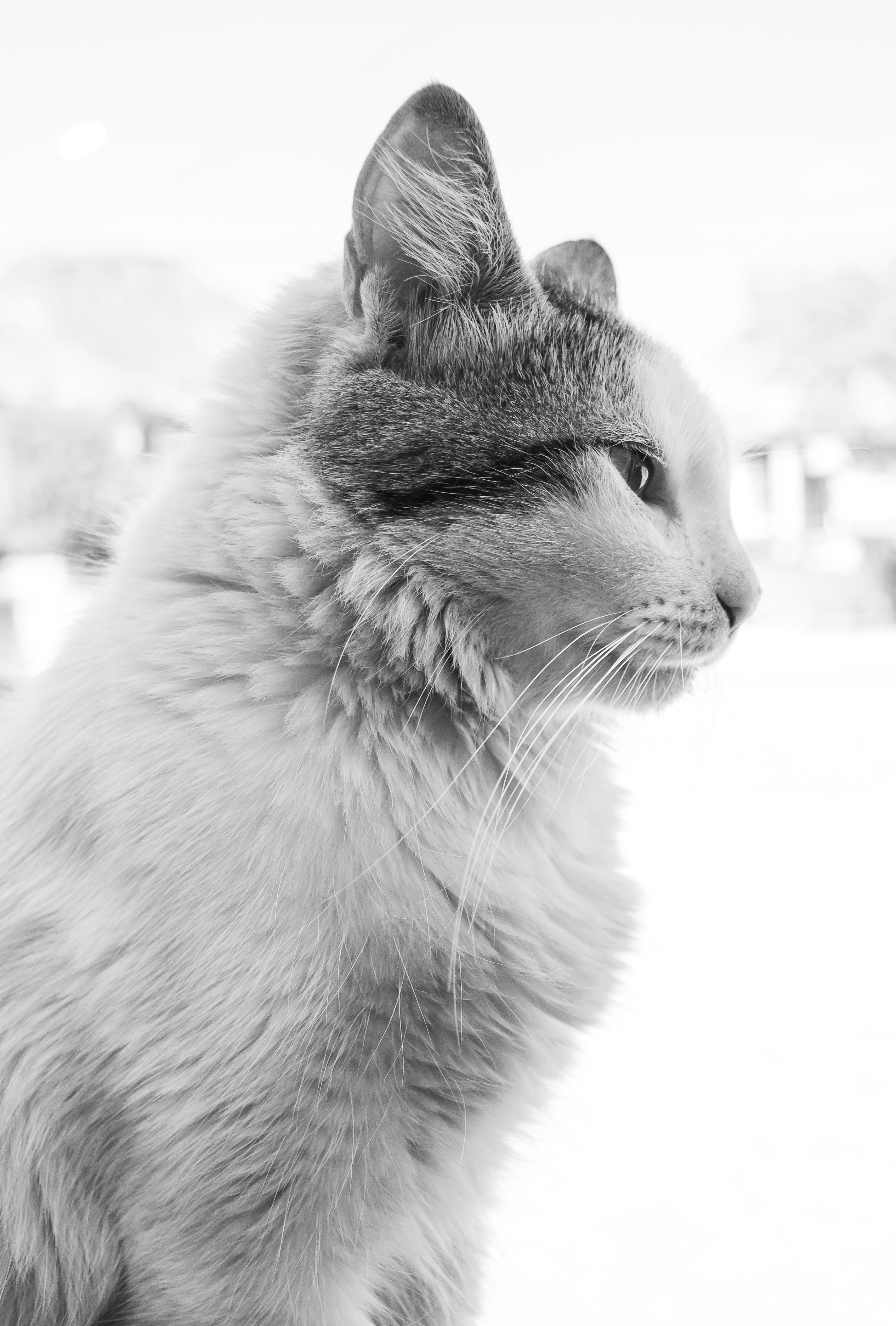 Close-Up Black and White Portrait of a Cat · Free Stock Photo
