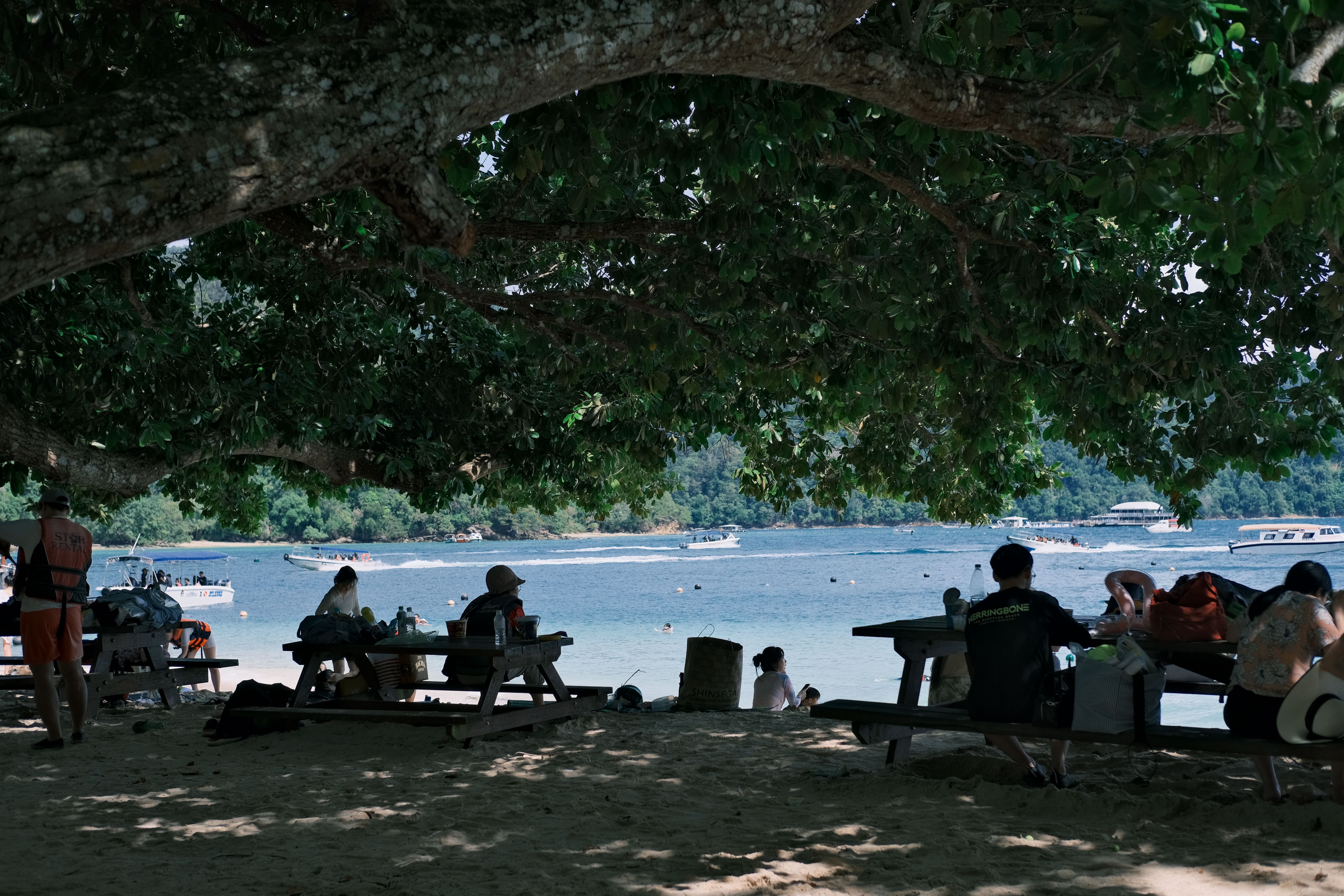 People enjoying a picnic under a large tree by the beach, with boats in the distance.
