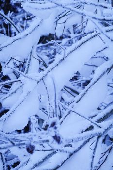 Intricate snow-covered branches creating a winter wonderland scene.
