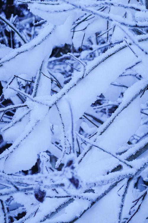 Free Intricate snow-covered branches creating a winter wonderland scene. Stock Photo