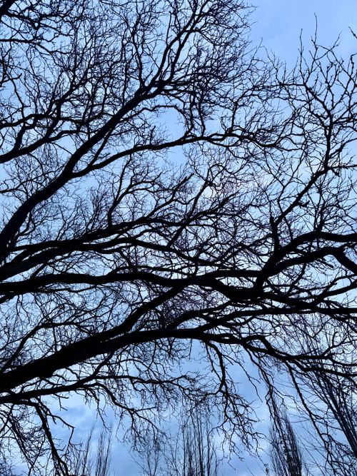 Free A striking view of tree branches silhouetted against a clear blue sky. Stock Photo