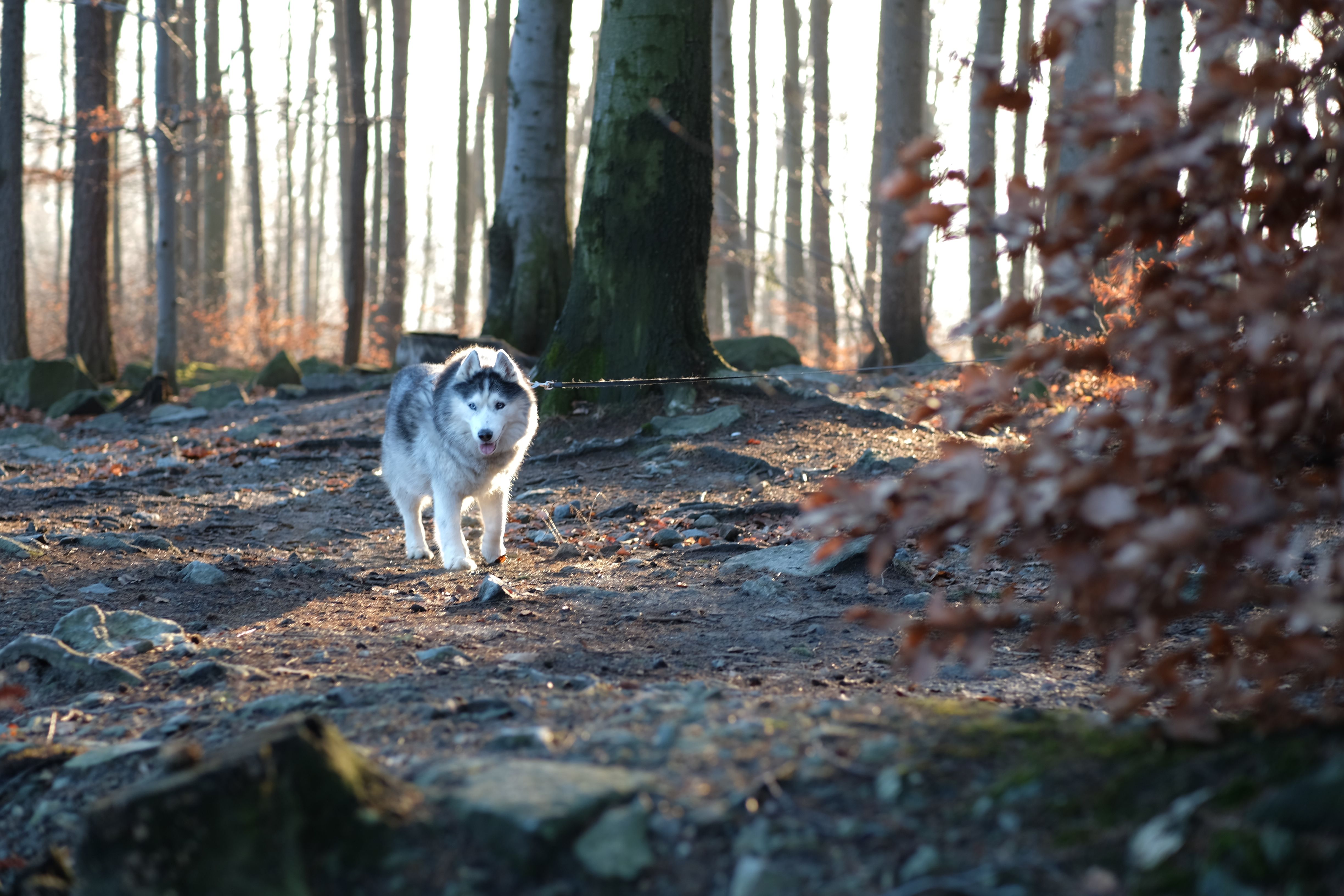 dog-walking-landscape-photos-download-the-best-free-dog-walking