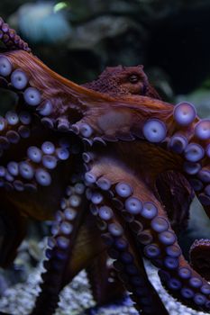 Close-up of a colorful octopus showcasing its tentacles under water.